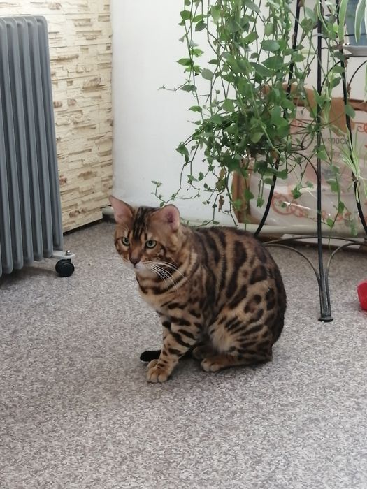 Вязка бенгальского кота