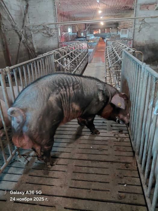 Сім'я кнура,спермодози