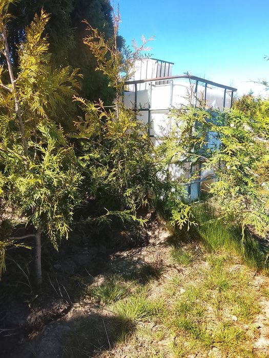 Thuja Brabant 150-170 CM