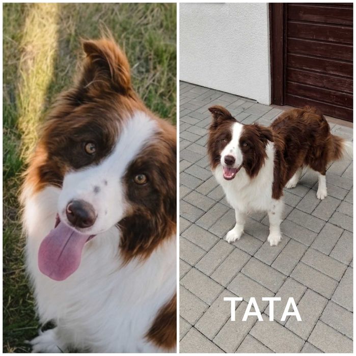 Border collie. Suczka brązowo-biała. Szczeniak