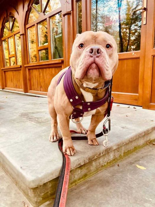 American Bully Pixel do adopcji