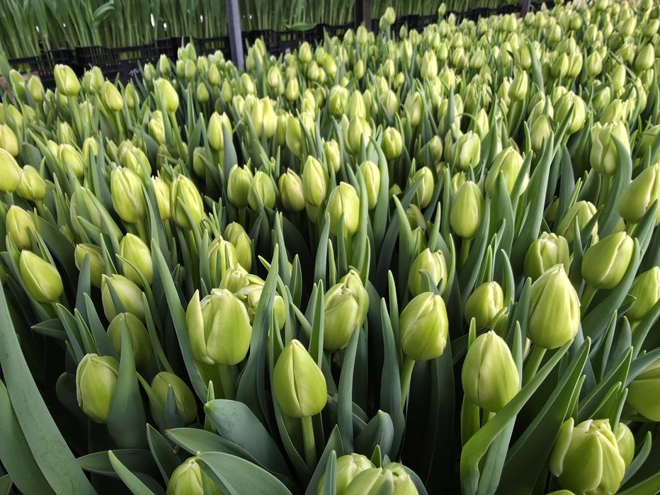 Тюльпани оптом та роздріб.