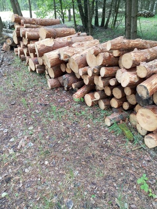 Drzewo opałowe Sosna