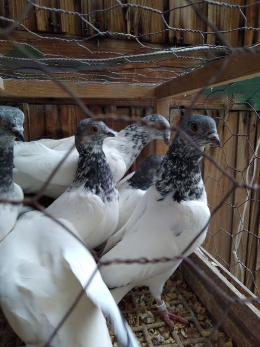 Sprzedam gołębie budapeszty