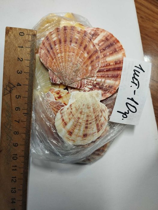 Ракушки гребешки океанические и черноморские