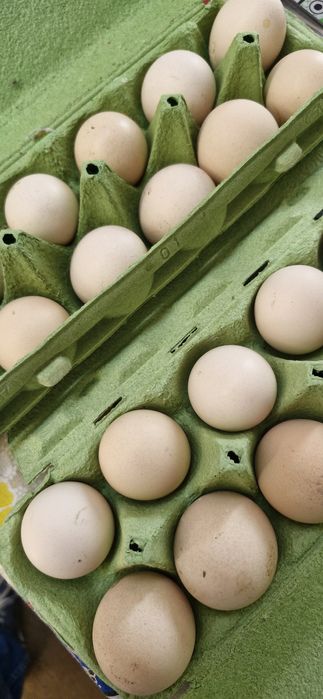 Ovos Gourmet de galinhas criadas ao ar livre Biológicas