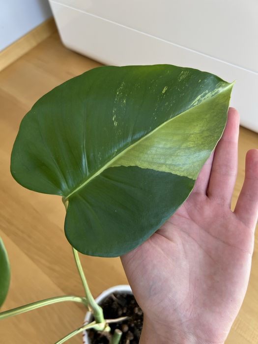 Monstera Green Mint