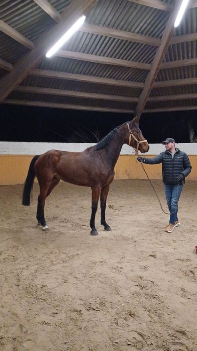 Klacz oldenburska 3,5 rok Air King x Tangelo