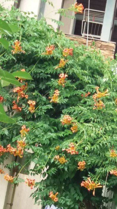 Кампсис (лиана) саженцы