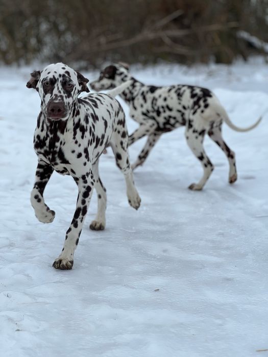 Хлопчик породи далматин