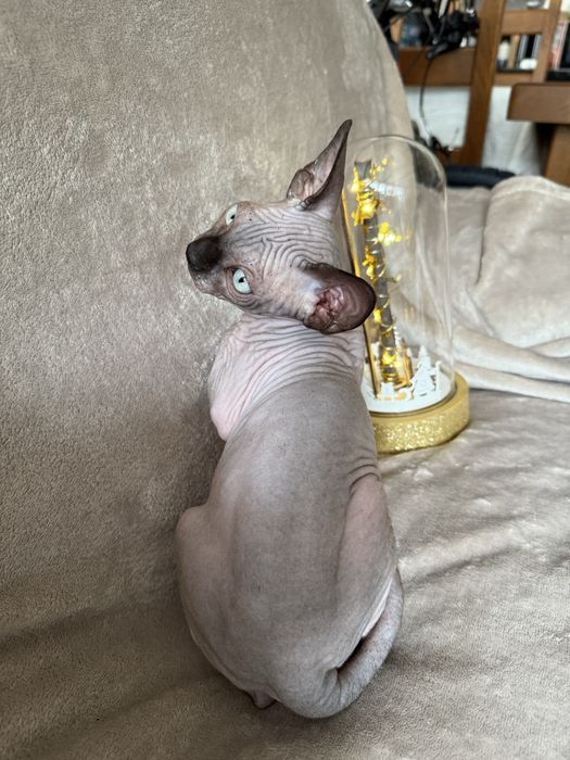 Gatinho sphynx canadiano