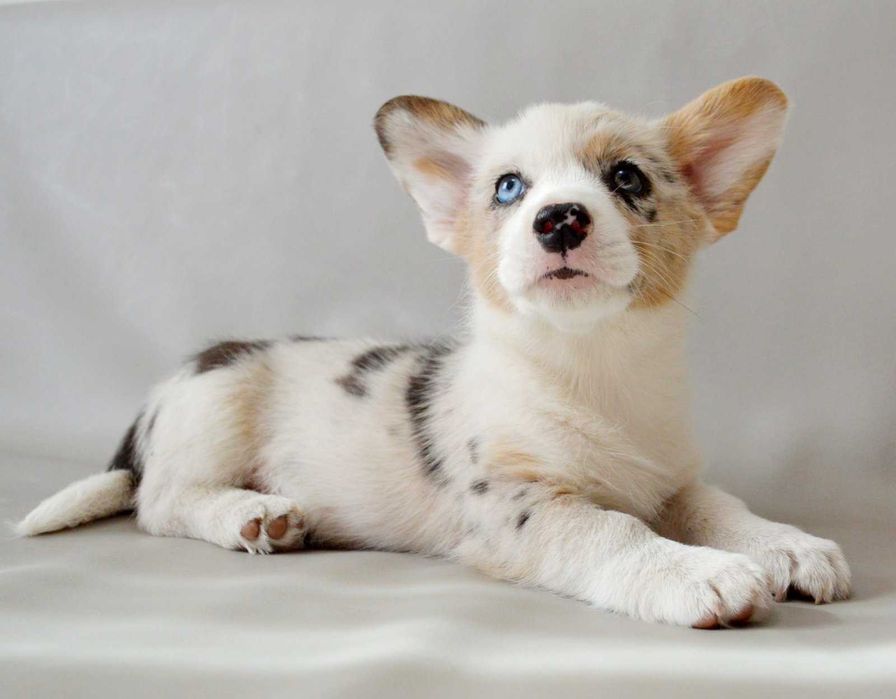 Welsh Corgi Cardigan – piesek Kosmos | ur. 29.04.26