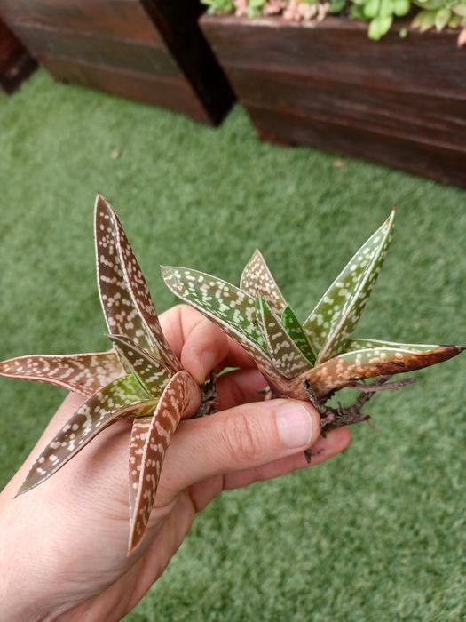 Gasteria ‘Variegata’ – Planta Suculenta Cactus Rara  | Leve 2 por 5€