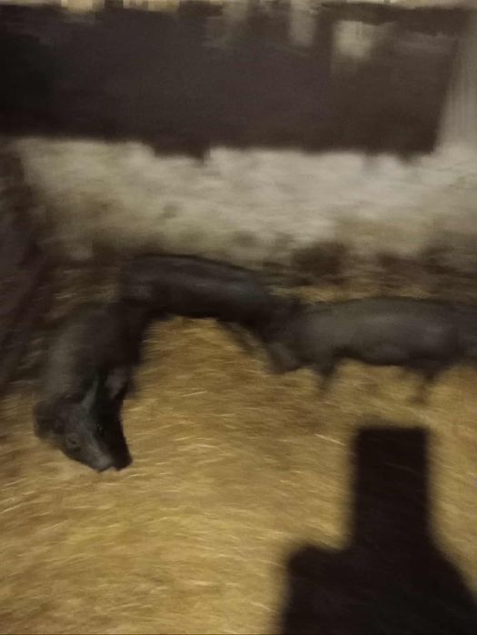 Продам свинні чорні