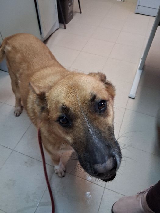Meu pescoço quase cortado quando me resgataram