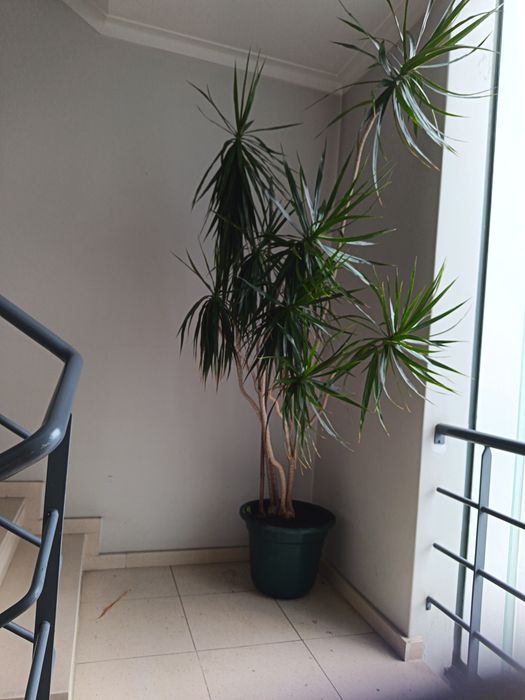 Planta natural interior