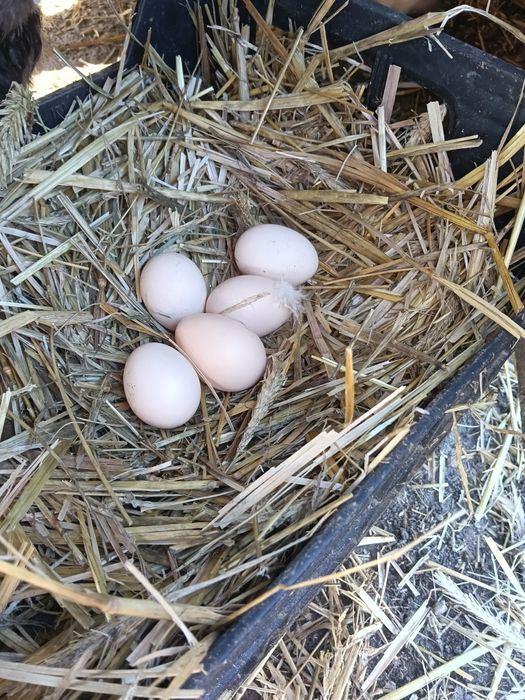 Jajka lęgowe  silka