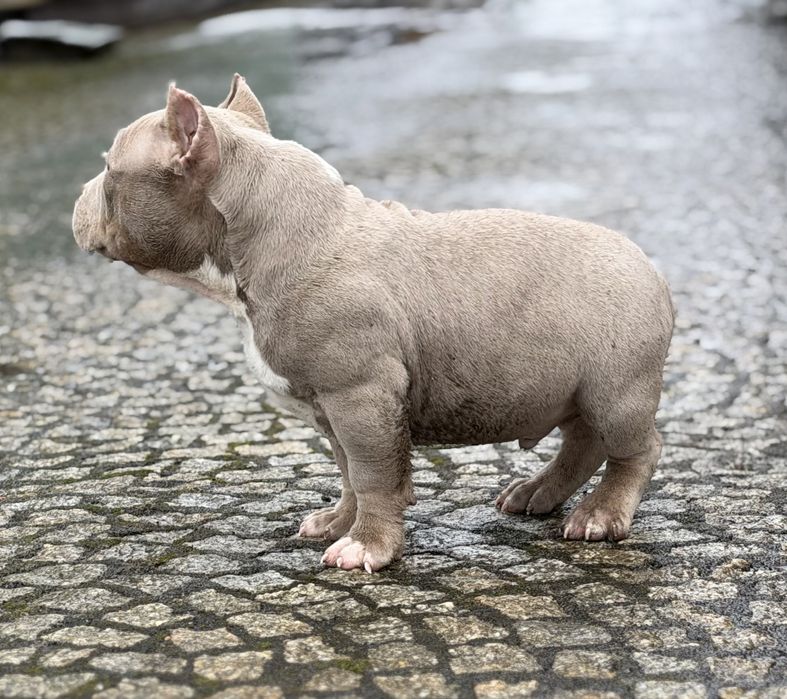 American bully samiec ABKC