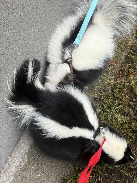 Sprzedam samice skunksa