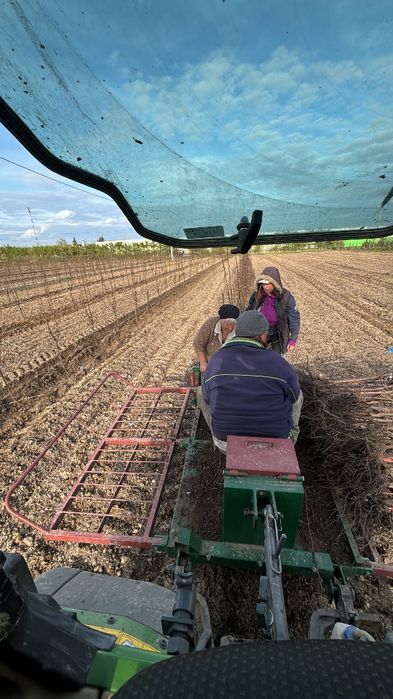 Sadzenie drzewek zakładanie plantacji GPS rtk Borowka Borówki jabłonie