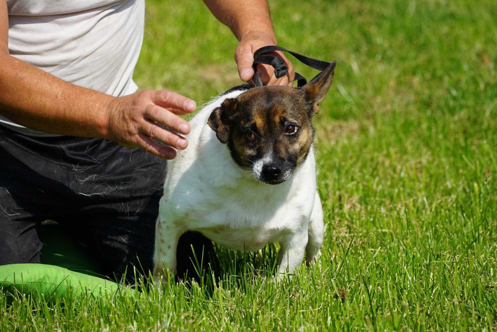Wampirek - mały skrzywdzony psiak szuka domu