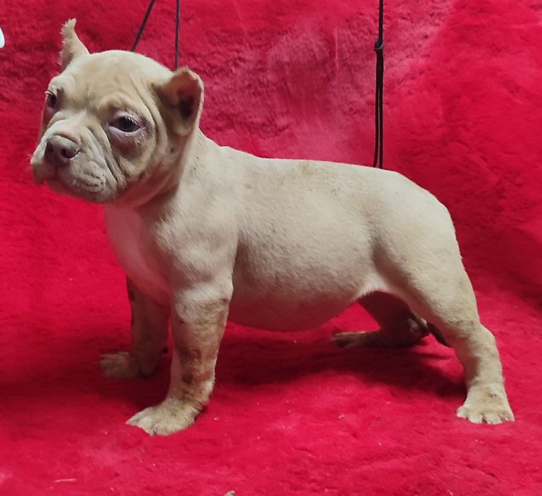 American bully pocket !