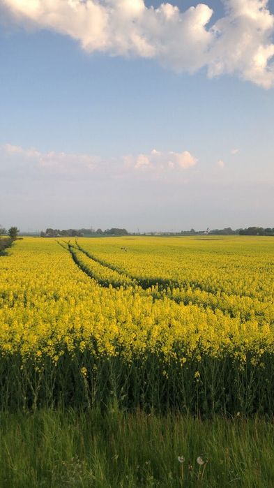 Продам пай в Полтавській області