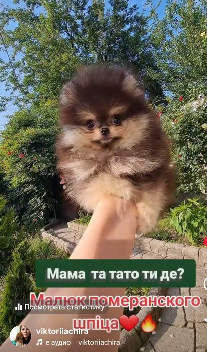 Суперовий хлопчик , померанского шпіца