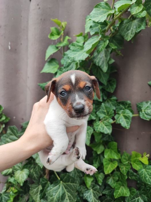 Мальчик Джек Рассел