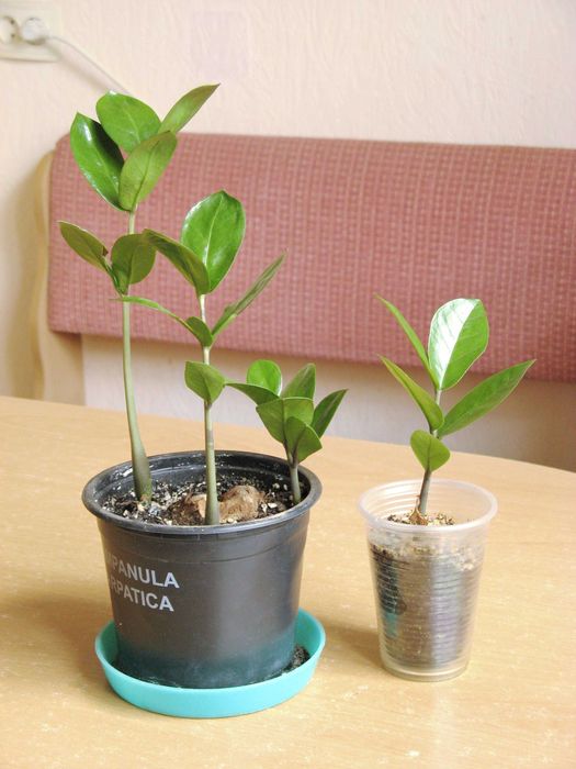 Замиокулькас Долларовое дерево