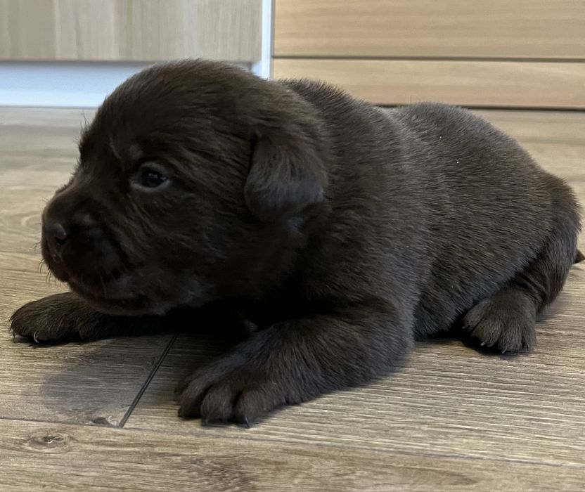 Labrador retriever  czekoladka