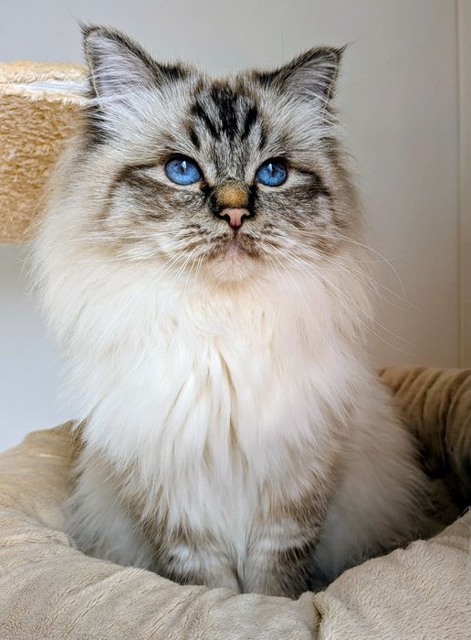 Gatinha Sagrado da Birmânia blue tabby