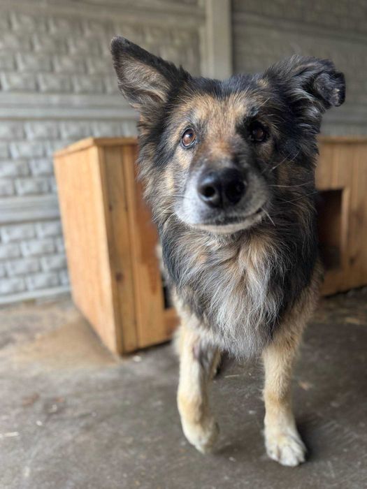 Kto pokocha starszego psa?