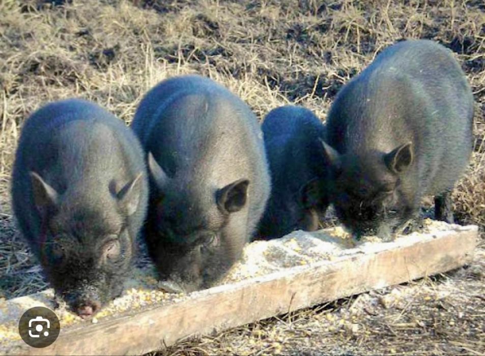 Свині вєтнамські