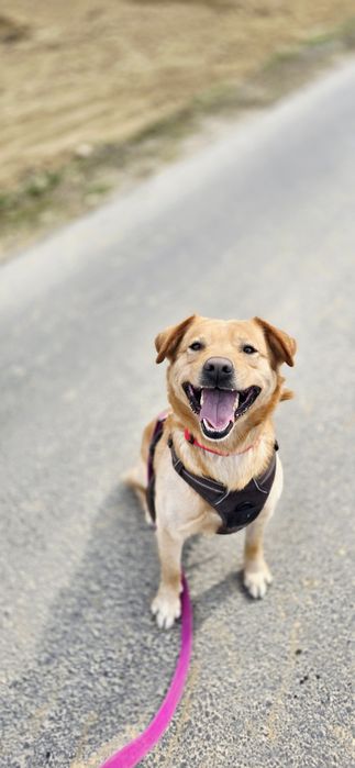 Cudny rudzielec szuka domu
