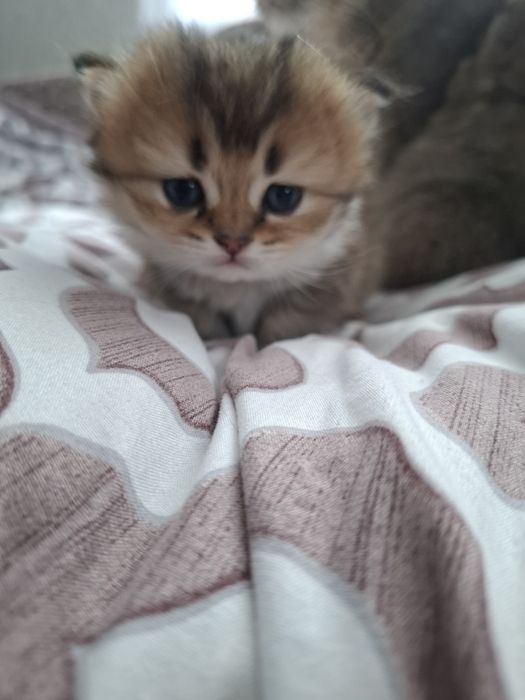 Кошеня золота шиншилла Бронювання