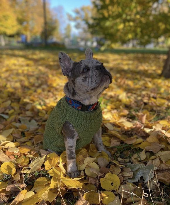 Светр для собак.Куртка для собак