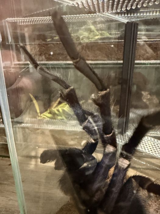 Ptasznik Phormictopus sp. Dominican purple dorosły Samiec 6DC