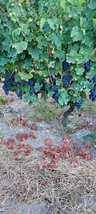 Vende uvas jaen.