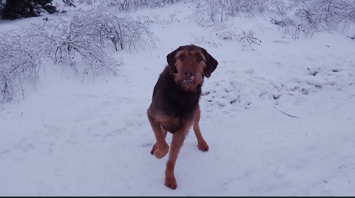 Віддам у добрі руки