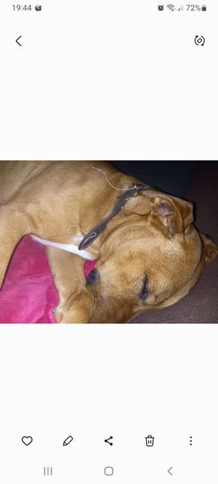 Quero fazer uma adoção de um cachorro. Raça mistura com belga