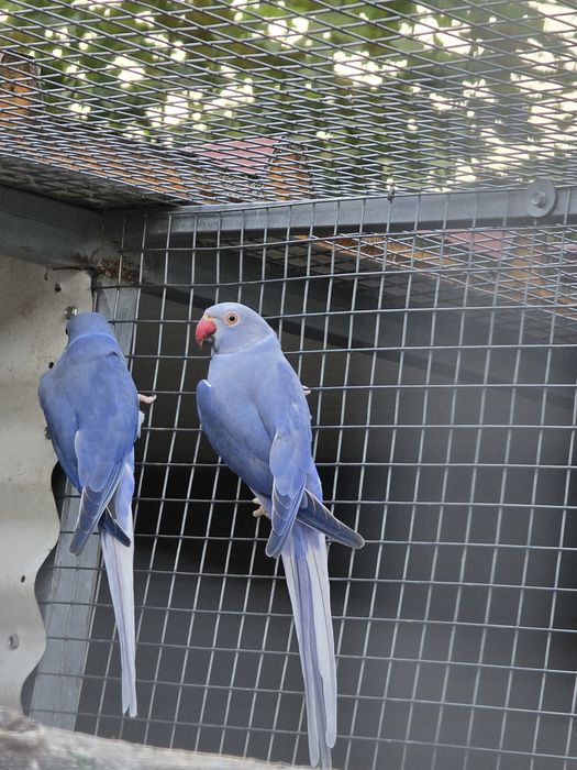 Lote ring necks para cedência