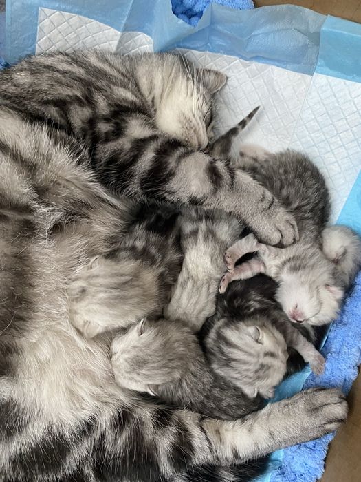 Вісловухі та прямовухі кошеня шотландська порода