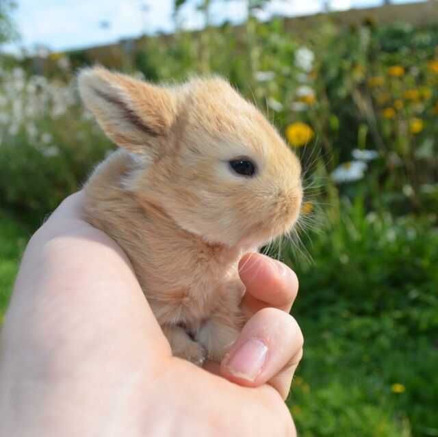 Нидерландский кролик, торчеухие из питомника в Киеве!