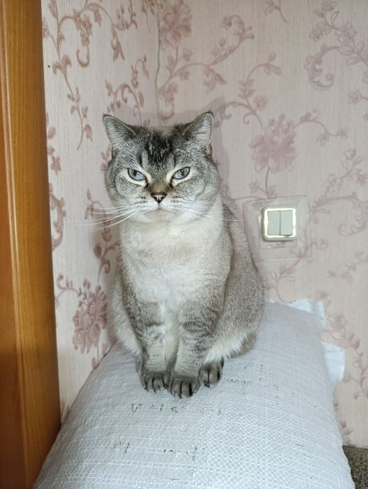 Страшнее кошки зверя нет)))