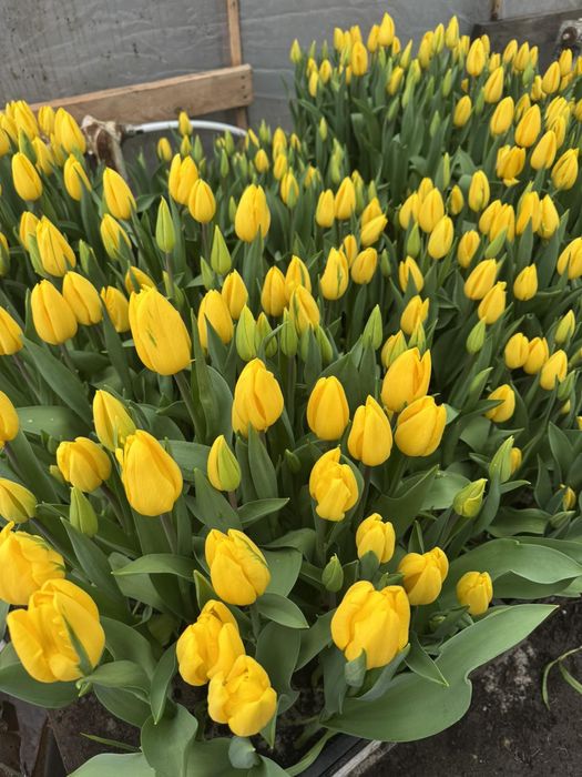 Тюльпан оптом до 8 березня