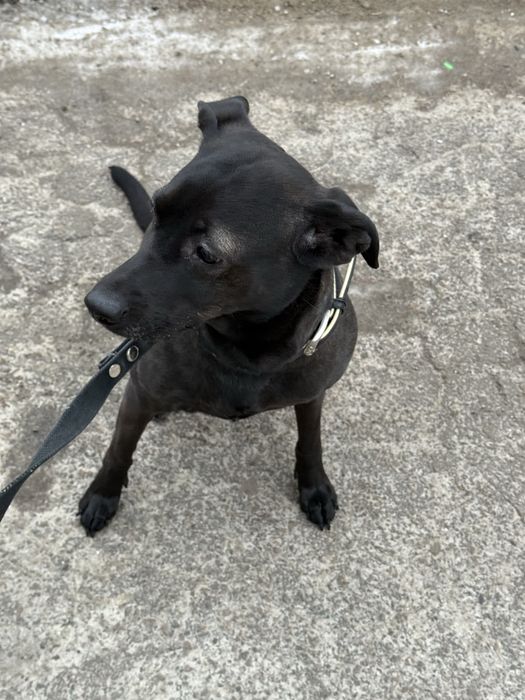 Отдам собаку, бесплатно, в хорошие руки