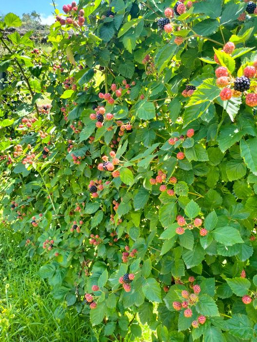 Amoreiras excelente variedade com aprox. 1 metro  (já dão Junho/Julho)