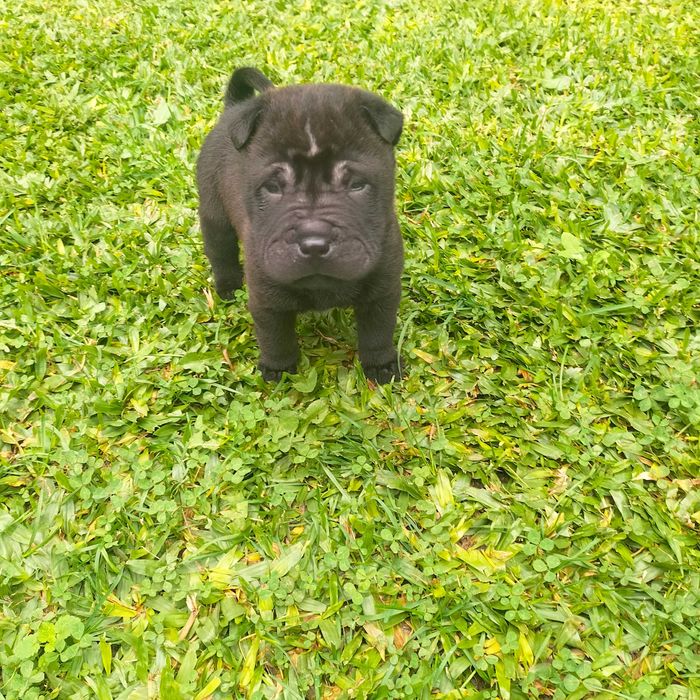 She pei fêmea negra