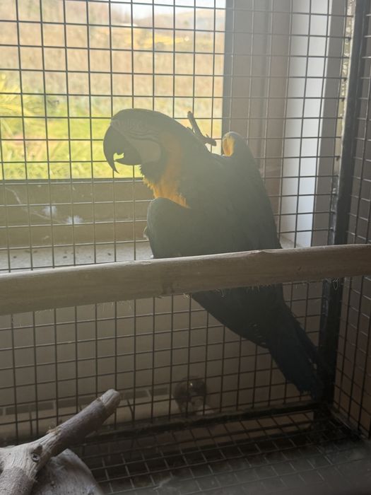Arara Arauna Macho Adulto